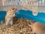 Te koop 3 gerbil broertjes, Dieren en Toebehoren, Knaagdieren, Juli, Mannelijk, Overige typen
