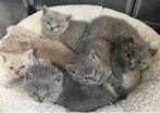 De allerleukste Britse Korthaar kittens, Dieren en Toebehoren, Katten en Kittens | Raskatten | Korthaar, Meerdere dieren, Gechipt