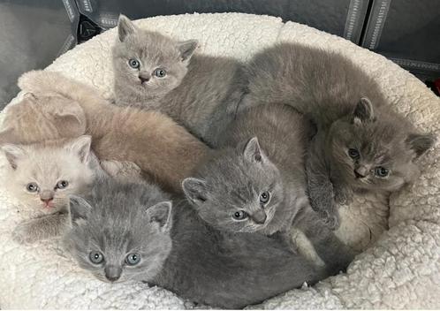 De allerleukste Britse Korthaar kittens, Dieren en Toebehoren, Katten en Kittens | Raskatten | Korthaar, Meerdere dieren, Gechipt