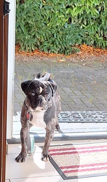 Prachtige Retromops /mops Dekreu, ook franse bulldog teefjes beschikbaar voor biedingen