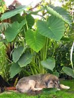Grote Colocasia esculenta planten in pot, Vaste plant, Bloeit niet, Halfschaduw, Ophalen