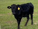 Dahomey mini rund minikoe, Dieren en Toebehoren, Runderen, Meerdere dieren