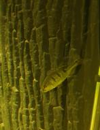 Cichla kelbri, Vis, Zoetwatervis