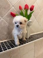 Maltipoo teefjes, Dieren en Toebehoren, Maltezer, 8 tot 15 weken, Teef, Parvo