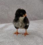 Marans kuikens ongesekst, Dieren en Toebehoren, Pluimvee, Geslacht onbekend, Kip