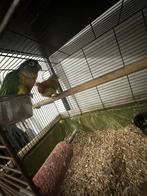 pyrrhura's, Mannelijk