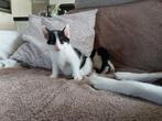 Kittens, Dieren en Toebehoren, Katten en Kittens | Overige Katten, Meerdere dieren, Kortharig, 0 tot 2 jaar