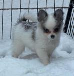 Pomeriaan/chihuahua pups, Reu, 8 tot 15 weken, Meerdere, Chihuahua