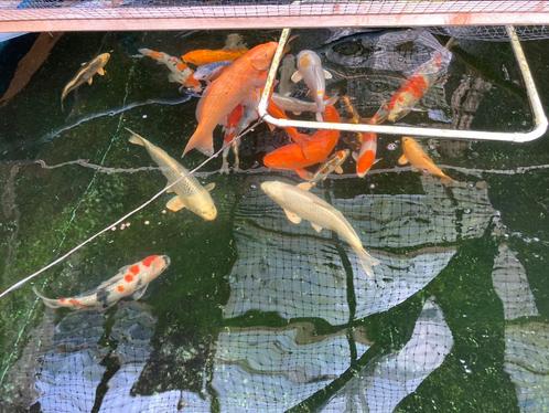 Japanse Koi diverse soorten en grotes!, Dieren en Toebehoren, Vissen | Vijvervissen, Karper of Koi
