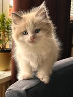 Prachtige Ragdoll kittens 100% Raszuiver, Dieren en Toebehoren, Katten en Kittens | Raskatten | Langhaar, Meerdere dieren, Ontwormd