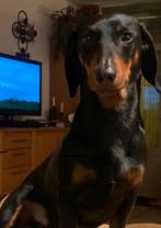 Teckel Dekreu teckel ter dekking reu korthaar black&tan, Rabiës (hondsdolheid), Reu, Eén hond, 3 tot 5 jaar