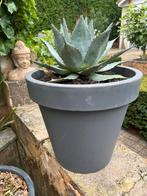 Grote gezonde agave parryi inclusief kunstof bloempot grijs, Ophalen, Bloeit niet, Overige soorten, Volle zon