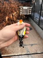 Putter man agaat bont, Dieren en Toebehoren, Vogels | Parkieten en Papegaaien, Mannelijk, Parkiet