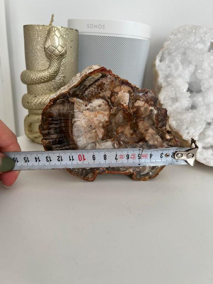 Prachtig stuk Versteend Hout, Verzamelen, Mineralen en Fossielen, Fossiel, Ophalen of Verzenden