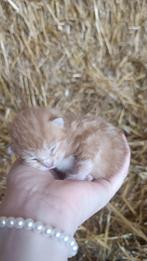 Mooie Boerderij Kittens Te Koop, Dieren en Toebehoren, Katten en Kittens | Overige Katten, Kortharig, Meerdere dieren, 0 tot 2 jaar