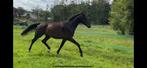 2,5 jr ruin Zyiech x Incognito, Dieren en Toebehoren, Paarden, Gechipt, Ruin, Dressuurpaard, 3 tot 6 jaar