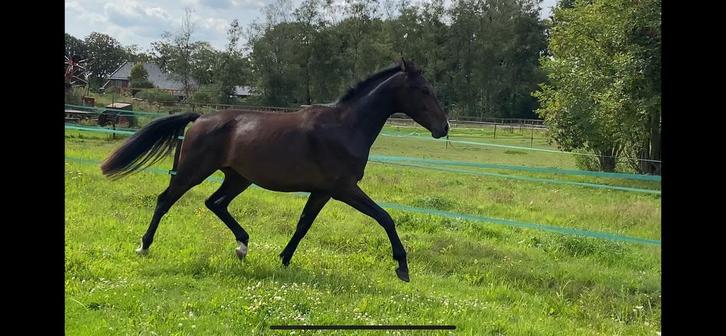 2,5 jr ruin Zyiech x Incognito, Dieren en Toebehoren, Paarden, Ruin, Onbeleerd, 3 tot 6 jaar, Dressuurpaard, Met stamboom, Gechipt