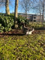Toulouse gans vrouwtje, Dieren en Toebehoren, Mannelijk, Eend