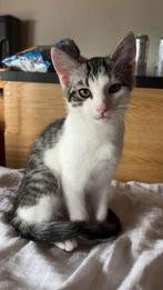 Kitte moet met spoet weg, Dieren en Toebehoren, Katten en Kittens | Overige Katten, Meerdere dieren
