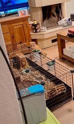 Cavia draadkubus kooi 140/70 incl bovenkant, Dieren en Toebehoren, Knaagdieren en Konijnen | Hokken en Kooien, Minder dan 60 cm