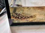 Scobiancistrus L082 Opal Spot Pleco Raonii 4 tot 8cm, Dieren en Toebehoren, Vissen | Aquariumvissen, Vis