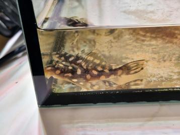 Scobiancistrus L082 Opal Spot Pleco Raonii 4 tot 8cm beschikbaar voor biedingen
