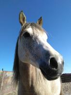 GEZOCHT: lieve verzorgster voor mijn paard 1 dag in de week, Dieren en Toebehoren, Ophalen of Verzenden, Nieuw