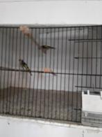 Bloemputters mannen, Dieren en Toebehoren, Mannelijk, Tropenvogel