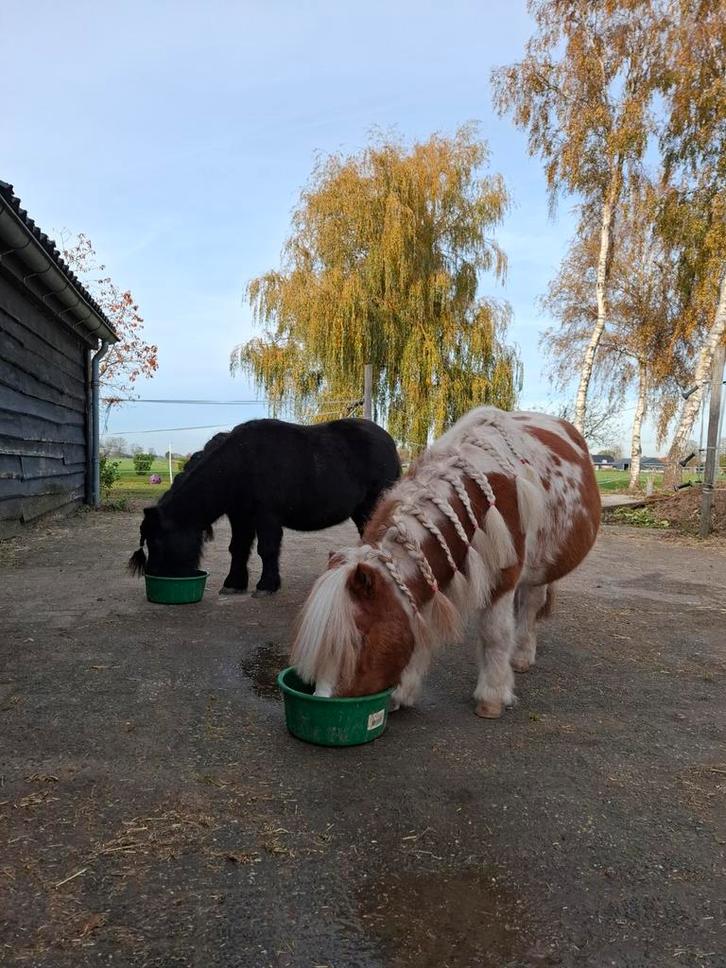 Stalling gezocht, Dieren en Toebehoren, Stalling en Weidegang, Stalling, Weidegang