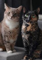 Poezen zoeken een liefdevol huis, Dieren en Toebehoren, Poes