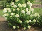 Hydrangea paniculata ‘Limelight’ – Unieke, frisse bloei!, Ophalen, Hortensia, Minder dan 100 cm