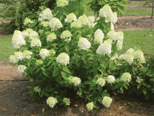 Hydrangea paniculata ‘Limelight’ – Unieke, frisse bloei!, Tuin en Terras, Planten | Struiken en Hagen, Hortensia, Minder dan 100 cm