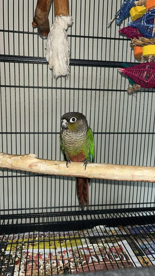 Pyrrhuras te koop, Dieren en Toebehoren, Vogels | Parkieten en Papegaaien, Parkiet, Geslacht onbekend, Tam, Geringd
