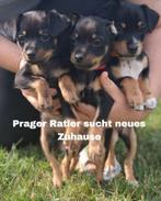 Prazsky Krysarik  Praagse Rattler, Particulier, Rabiës (hondsdolheid), 8 tot 15 weken, Buitenland
