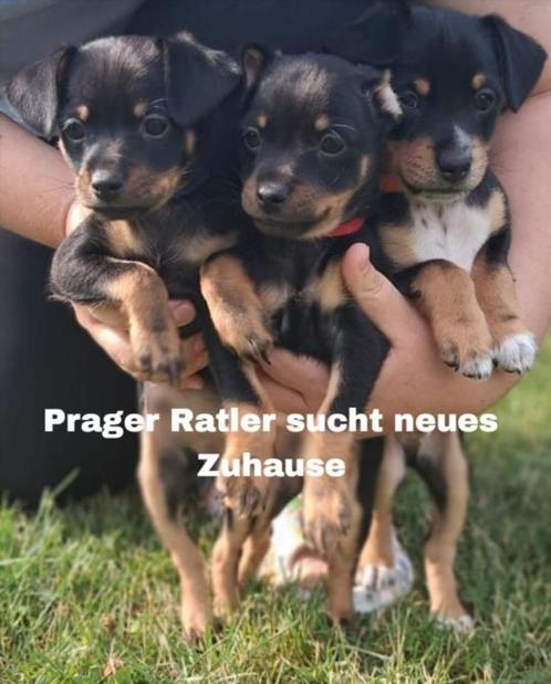 Prazsky Krysarik  Praagse Rattler, Dieren en Toebehoren, Honden | Bulldogs, Pinschers en Molossers, Reu, Overige rassen, Particulier