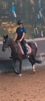 verzorgpony/paard gezocht, Dieren en Toebehoren, Paarden en Pony's | Verzorgingsproducten, Ophalen of Verzenden, Nieuw