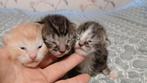 Lieve kater zoek goed huisje, Dieren en Toebehoren, Katten en Kittens | Overige Katten, Kater