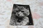 Z/w Katten Postkaart - Portret van een mooie Poes, Schweiz, Verzenden, 1960 tot 1980, Ongelopen, Hond of Kat