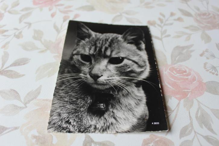 Z/w Katten Postkaart - Portret van een mooie Poes, Schweiz, Verzamelen, Ansichtkaarten | Dieren, Ongelopen, 1960 tot 1980, Hond of Kat
