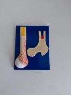 Anatomisch plakaat, Ophalen of Verzenden