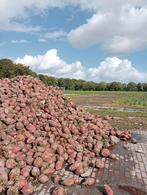 voederbieten, Dieren en Toebehoren, Ophalen, Vee