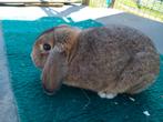 Lieve nhd konijngrijs, Dieren en Toebehoren, Konijnen, Mannelijk, Dwerg, Hangoor, 0 tot 2 jaar