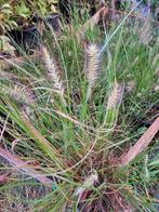 Pennisetum alopecuroides 'Hameln', Tuin en Terras, Planten | Tuinplanten, Ophalen, Volle zon, Vaste plant, Siergrassen