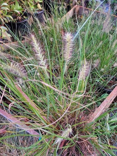 Pennisetum alopecuroides 'Hameln', Tuin en Terras, Planten | Tuinplanten, Vaste plant, Siergrassen, Volle zon, Zomer, Ophalen