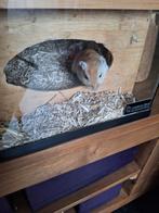 Gerbils, Februari, Mannelijk, Overige typen