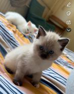 Poesje ze is 8 weken, Dieren en Toebehoren, Poes