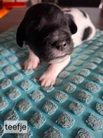 Friese Stabij pups, Dieren en Toebehoren, Honden | Niet-rashonden, Rabiës (hondsdolheid), 8 tot 15 weken, Meerdere, Meerdere dieren