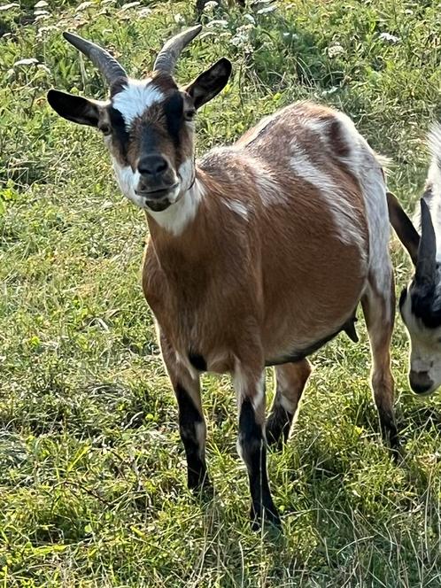 Dwerg geit, Dieren en Toebehoren, Schapen, Geiten en Varkens, Geit, Vrouwelijk