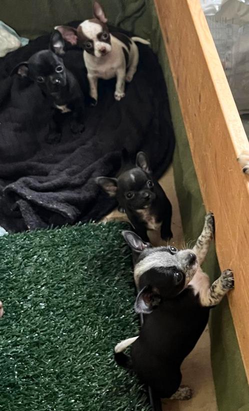 Lieve Chihuahua pups! Nog 3 van 6, Dieren en Toebehoren, Honden | Chihuahua's en Gezelschapshonden, Meerdere dieren, Chihuahua