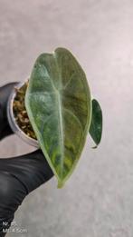 Alocasia Longiloba Purple - diverse maten, Ophalen of Verzenden, Overige soorten, Minder dan 100 cm